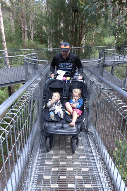 Day 51: Bow Bridge - Valley of the Giants - Shannon National Park