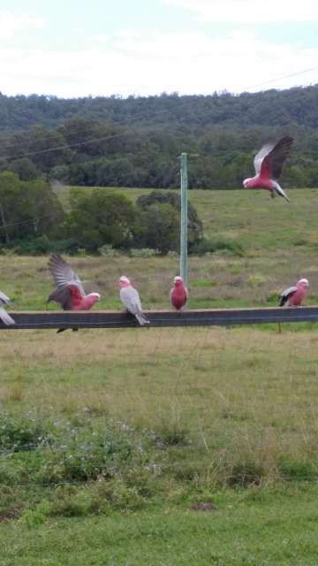 Pink cockatoos