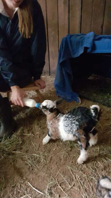 Feeding baby goats