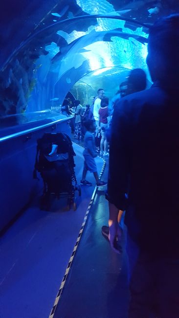 Da es dann angefangen hat zu regnen (besser: zu schütten), sind wir ins Aquarium gegangen, wo es einen 90m langen Auarium-tunnel gab durch den man (ganz Asiaten-gerecht) mit Laufband durch gegangen ist.. 
