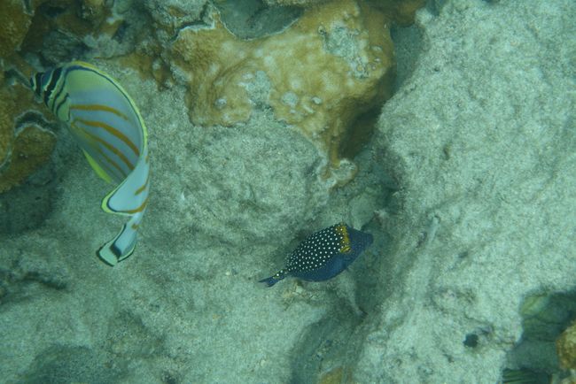 Surgeonfish - maybe someday I'll be one too