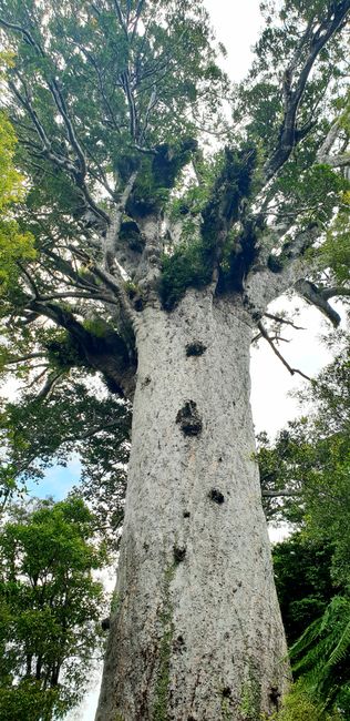 Tane Mahuta - Lord of the Forest