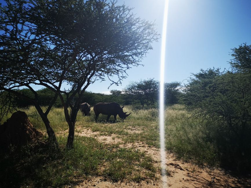 Rhino Trekking
