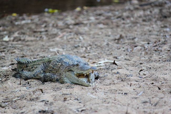 Freshwater-Krokodil in der Windjana Gorge