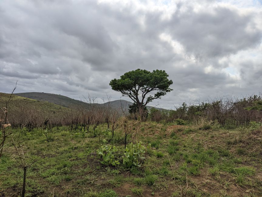 Hluhluwe-Imfolozi-Nationalparks