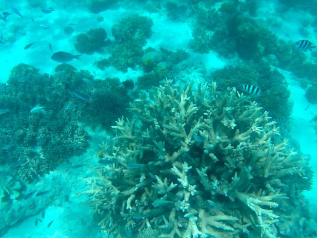 Viele Fische in den Korallen