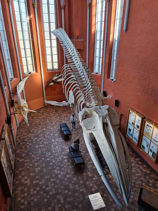 Im großen Schiff des alten Klosters hängt heute das Skelett eines Finnwals