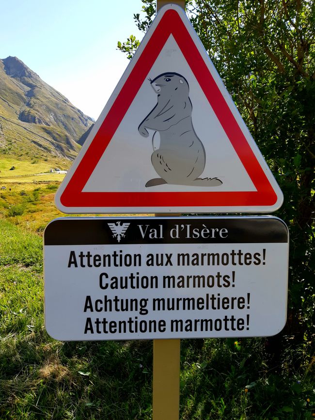 Attention marmottes!