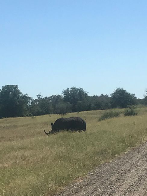 Abenteuer Safari