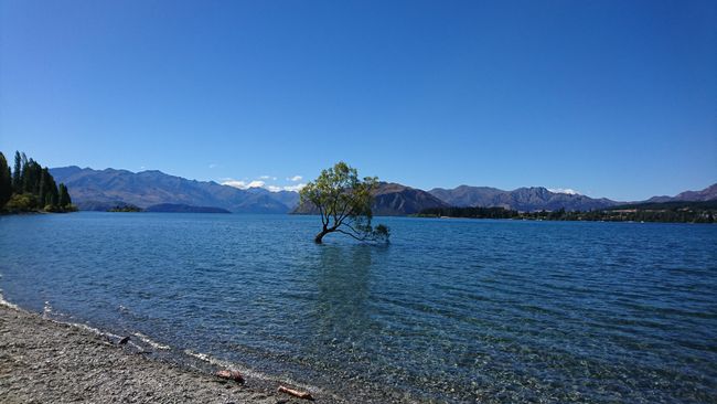 Lake Wanaka Tree