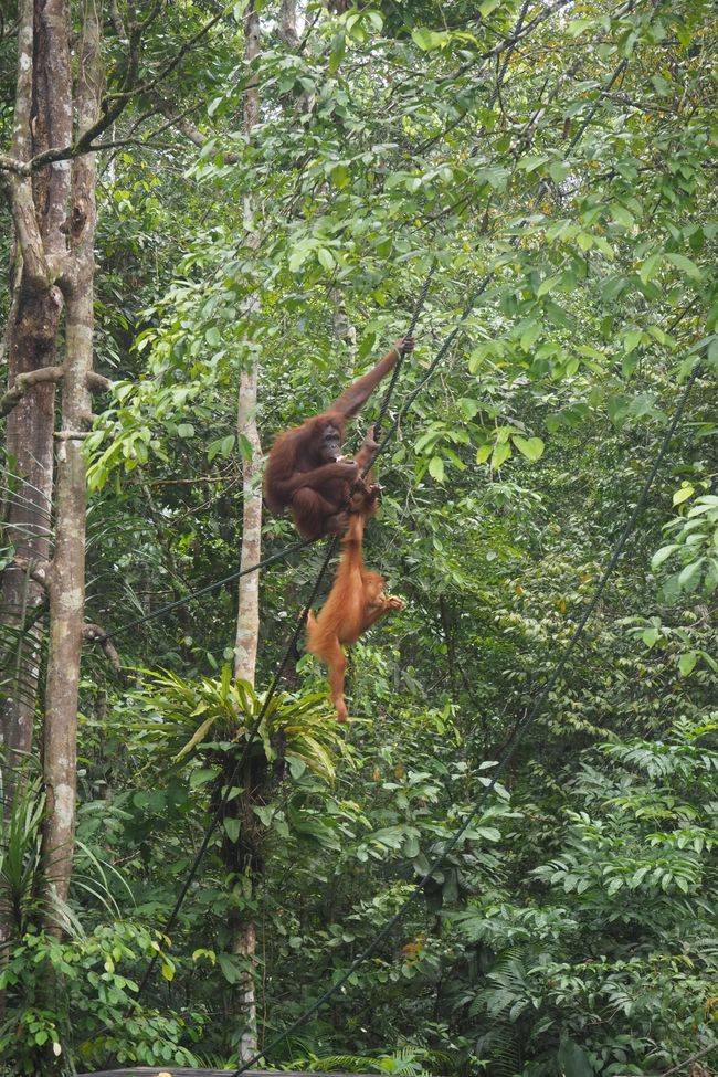  🇲🇾 Das Semenggoh Wildlife 🦧 Centre in Kuching/Sarawak/auf Borneo 