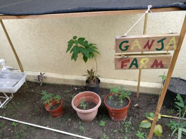 Ganja Farm of Reggae Hostels