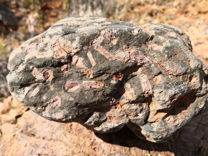 Beim Wandern gefundene coole Fossilieneinschlüsse, man fühlt sich ein bisschen wie ein angehender Geologe 
