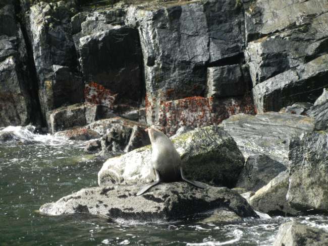 Milford Sound seal