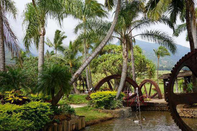 Maui Plantage