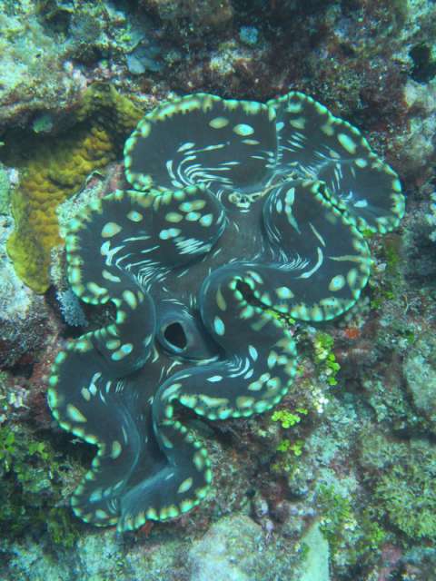 Tag 10: Tauchen Great Barrier Reef vs. Resort