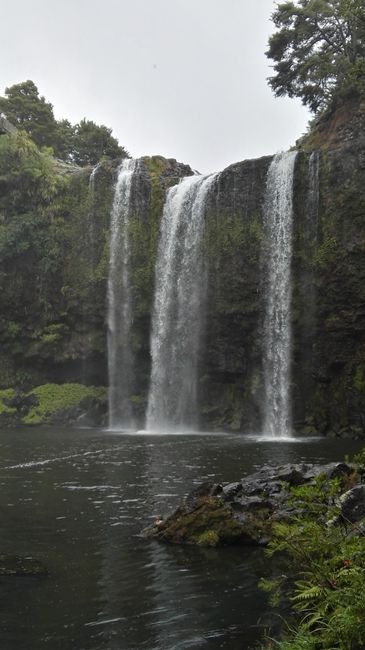Whangerei Falls