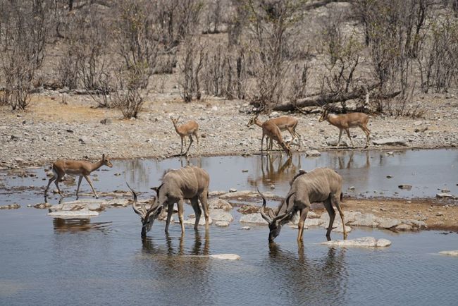 Kudus, eine grosse Antilopenart