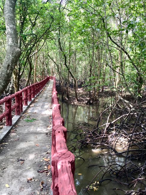 Mangrove forest 