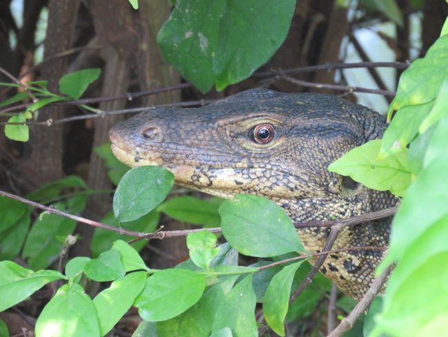 Monitor lizard in Lumpini Park
