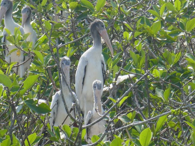Stork family @Chacahua Lagoons