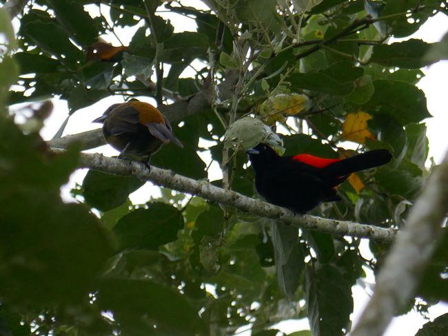 Fire-backed tanager with female