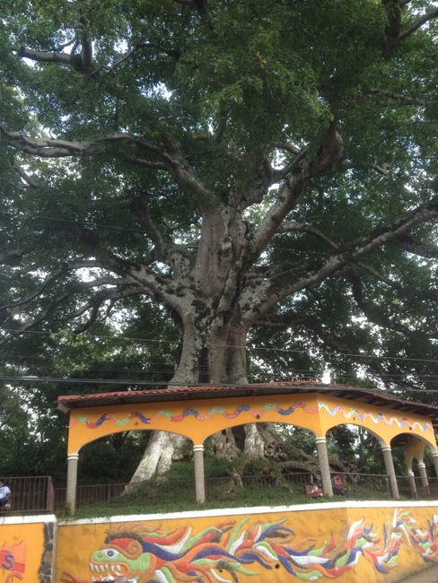 300 Jahre alter Ceibabaum