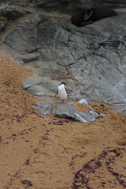 Yellow-eyed penguins at Katiki-Point