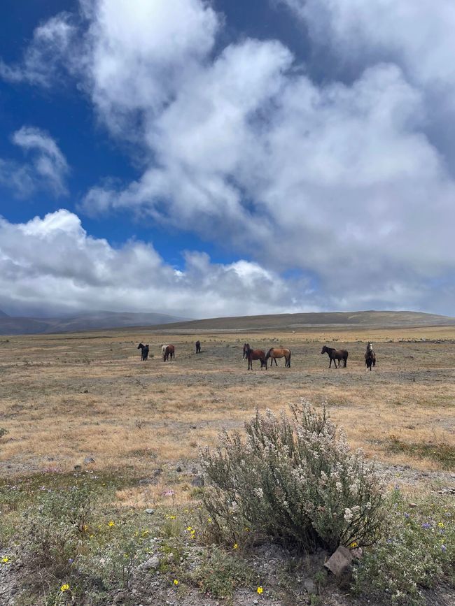Cotopaxi - breathtaking landscape and wild horses everywhere