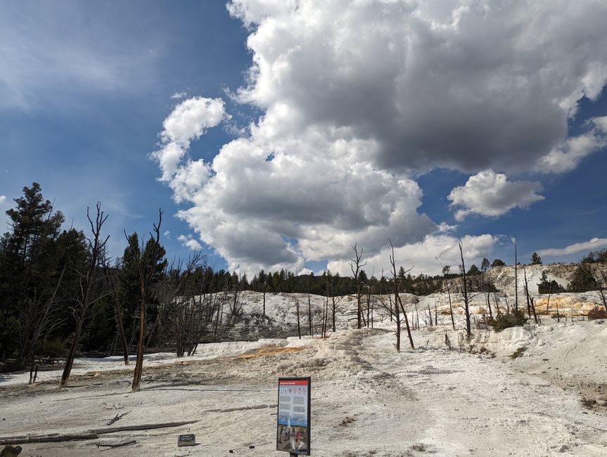 Yellowstone: Natur und Wildlife