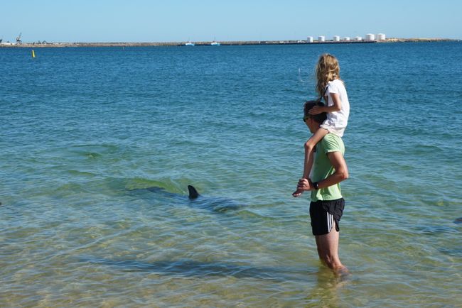 Bunbury - Auf Tuchfühlung mit Delfinen