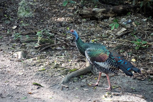 Flora and Fauna - Mexican turkeys