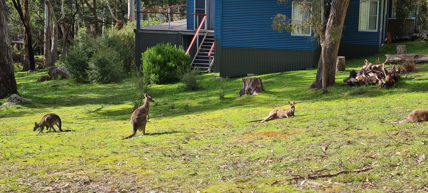 Day 10+11 - The Grampians, kangaroos with joeys