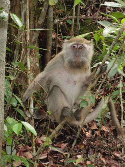1st Monkey in Bako National Park