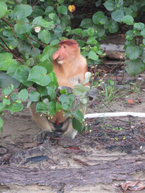 Proboscis Monkey (Bako National Park)