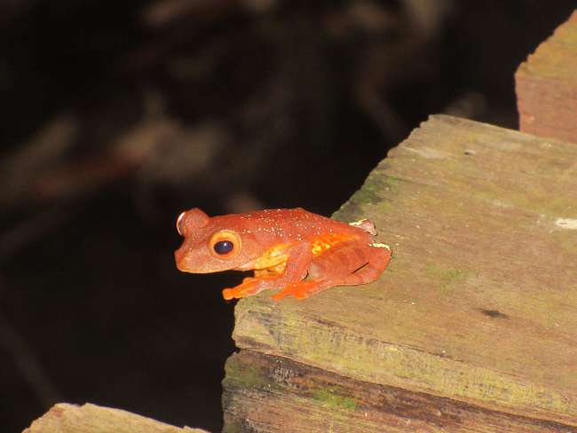 Frog 1 (Kubah National Park)