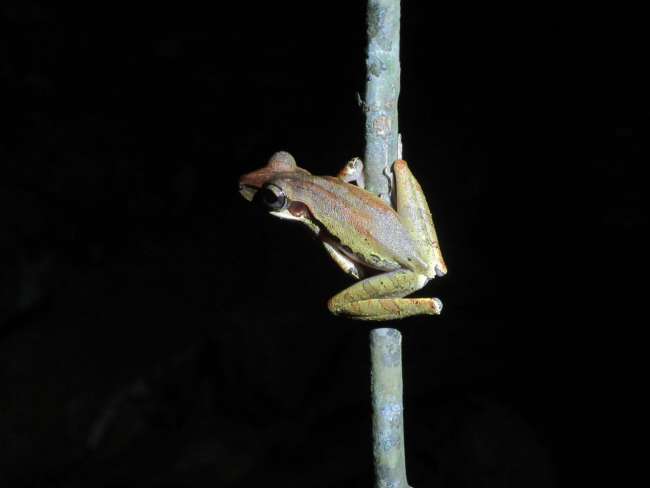 Frog 2 (Kubah National Park)