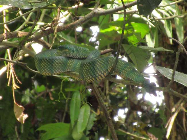Snake (Mulu National Park)