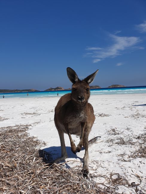 Das fotogene Känguru am Sandstrand