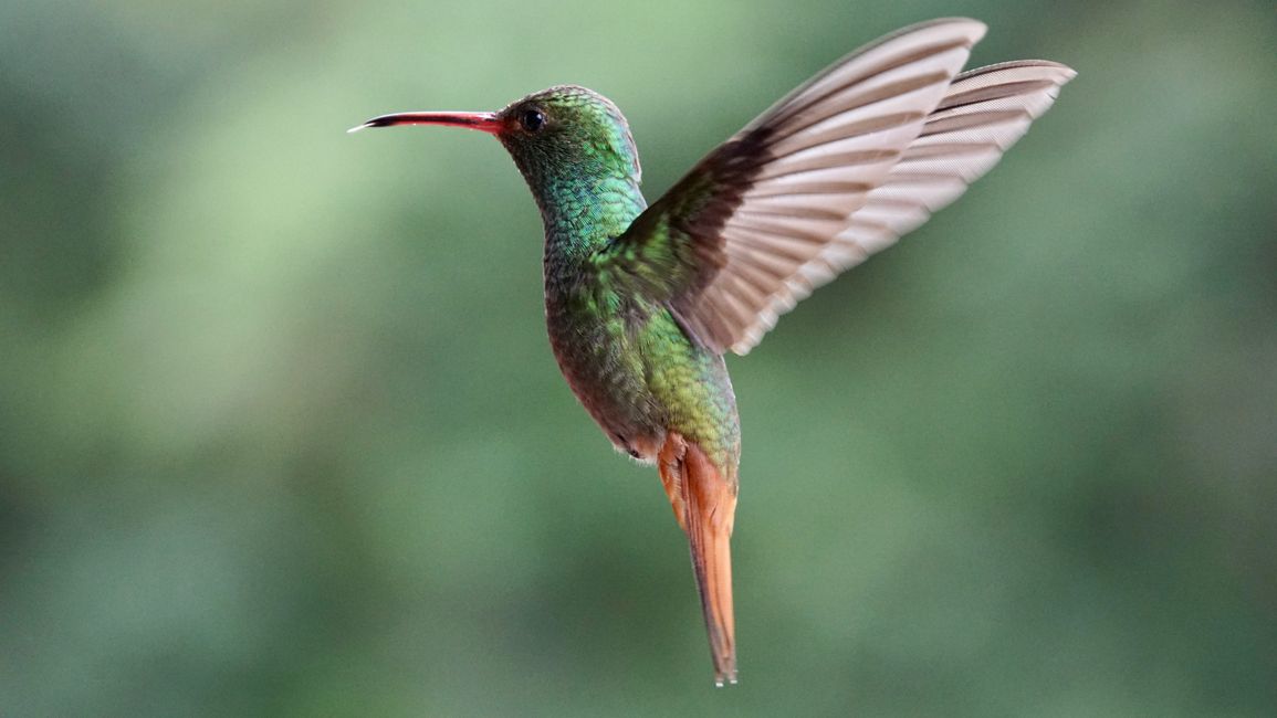 The Hummingbirds vom Nebelwald