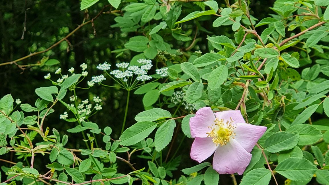 Nationalblume Tuschetiens: Tuschetische Wildrose