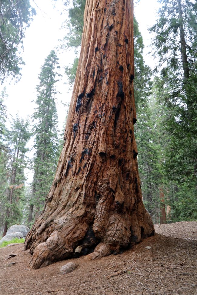 Giant meeting in Sequoia and Kings Canyon NP / California