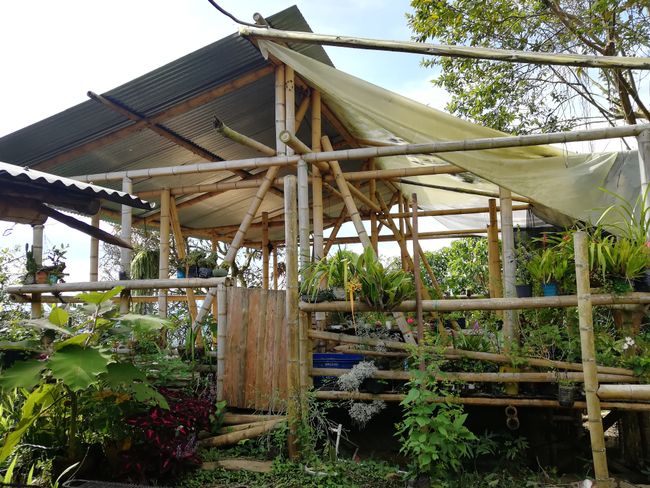 Greenhouse made of Guadua.