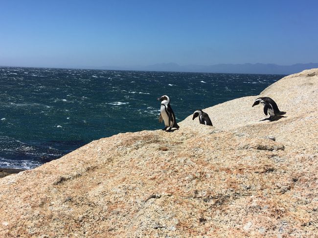 Boulders Beach mit seinem Pinguinen