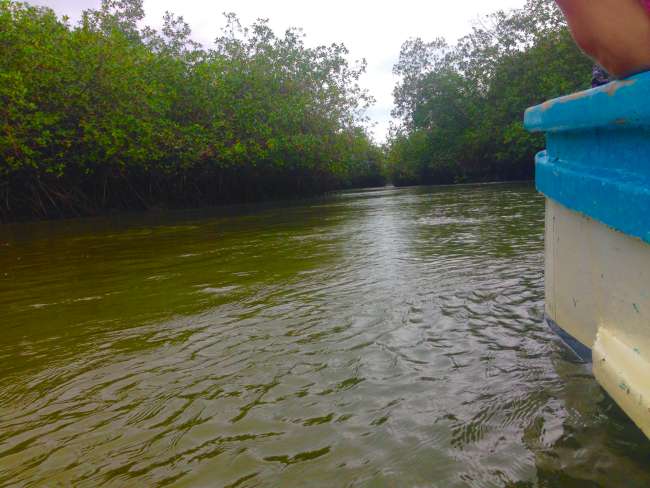 Boat ride through the mangroves