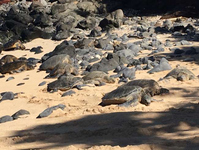 Riesen Schildkröten am Ho'okipa Beach Park 