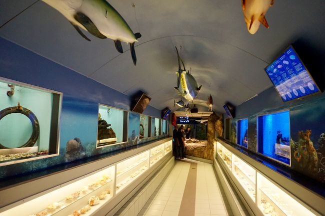 Holland September 2018 - Zee Aquarium in Bergen