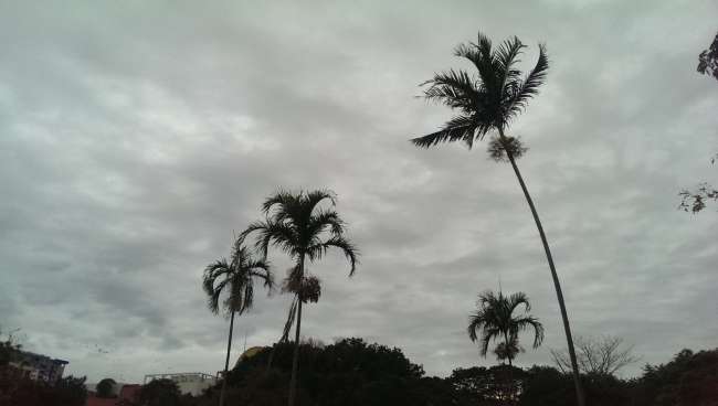 Palmen im Park