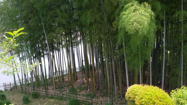...a wonderful bamboo forest...