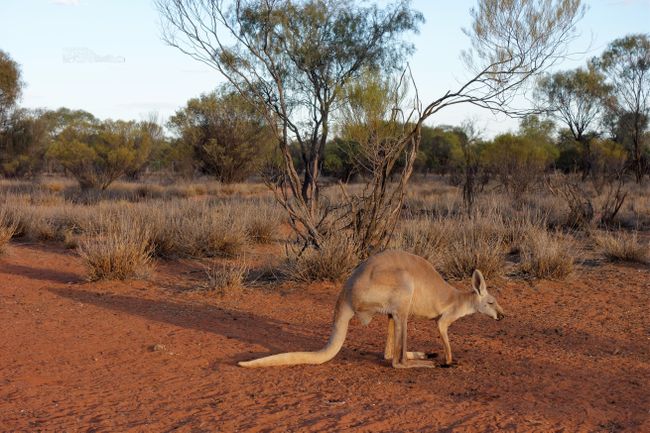 The kangaroo sanctuary